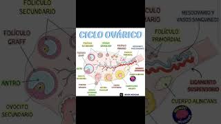 Sistema Genital Femenino y Ciclo ovarico y menstrual [upl. by Creight]