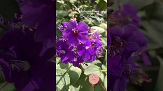 Tibouchina Grandifolia plantas garden flores purple music arbustos jardin [upl. by Zaneski]