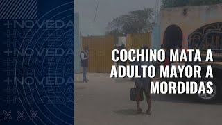 NOVEDADES Cochino mata a adulto mayor a mordidas [upl. by Marriott]