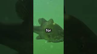 Do Bass Really Remember Here’s the Secret to Outsmarting Thembassfishingfishingvideofishbass [upl. by Norita]