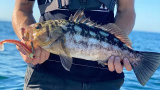 EPIC DAY Fishing PALOS VERDES KELP FOREST  SURPRISE CATCH [upl. by Froemming580]