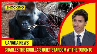 SHOCKING Charles the gorilla’s quiet stardom at the Toronto Latest Canada News At CTV News [upl. by Marga]