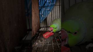 Ringneck Parrot Talking Parrot ringneckparrot greenparrot [upl. by Erie]