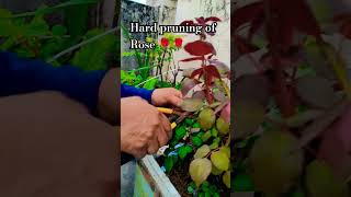 pruning gardeningdiaryrosetips gardeningrosegardening rosecaringfacts terracegardennature [upl. by Meelak221]