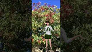 Solutions For Keeping Your Chinese Pistache Trees Healthy In Arizona helpforsicktrees treecare [upl. by Anah460]