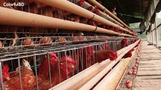 Integrated Fish amp Poultry Farm  Low Cost Mixed Farming System  Integrated Farming Model [upl. by Oj706]