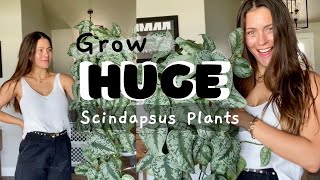 Scindapsus Houseplant Care Tips  How to keep Scindapsus plants alive [upl. by Haissi92]