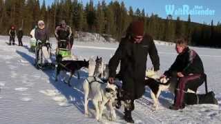 Hundeschlittenfahrt in Lappland [upl. by Eniluap359]