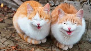 Cats singing Twinkle Twinkle Little Star [upl. by Kermie581]