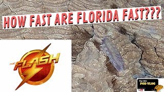 Fastest Isopod  Florida Fast  Atlantoscia floridana [upl. by Adrianne]