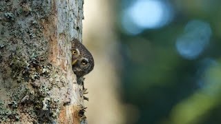 Emotions dans les forêts des Carpates [upl. by Claudy377]