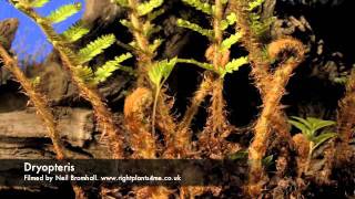 Fern Dryopteris growing over 2 months period time lapse [upl. by Maiah233]