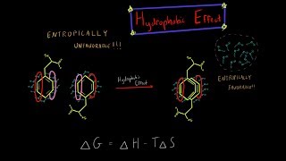 The Hydrophobic Effect and Entropy Biochemistry MADE SUPER SIMPLE [upl. by Enelyad]