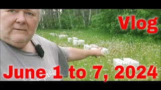 ⏱ Vlog June 1 to 7That Bee Man [upl. by Sylvie]