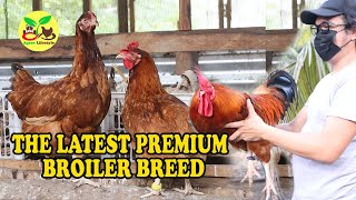 THE LATEST PREMIUM BROILER BREED [upl. by Eidas]