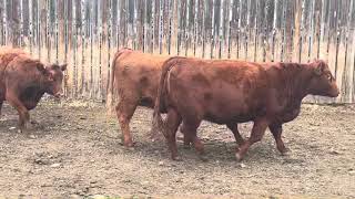 Lacombe Research Centre Bred Heifers [upl. by Siuqram]