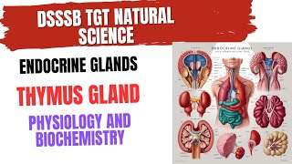 Thymus Gland Physiology and Biochemistry for DSSSB TGT NATURAL SCIENCE thymusgland [upl. by Alecia]