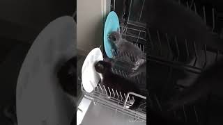 How the inside of a dishwasher works [upl. by Moses193]