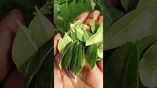 Curry leaf plant 💚shorts plants curryleavesplant gardening curryplant garden curryleaves [upl. by Lorelle556]