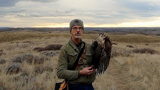 Welcome to American Falconry on YouTube [upl. by Laohcin598]