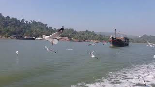 Sea Gulls Flying  Saint Martins Island  Ship Journey In Bangladesh  Sea Birds  Naf River  2020 [upl. by Orran]