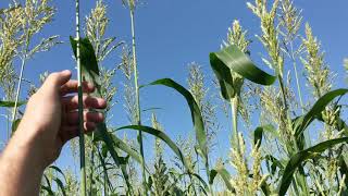 Sorghum sudangrass 68 days after planting GIANT Ag Wild [upl. by Gebelein]