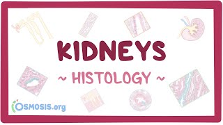 Kidneys Histology [upl. by Nonnelg]