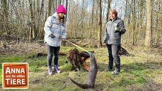 Schwimmkurs für die Fischotter  Reportage für Kinder  Anna und die wilden Tiere [upl. by Nosrettap179]