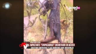 Impactante quotChupacabrasquot encontrado en México [upl. by Nevad66]