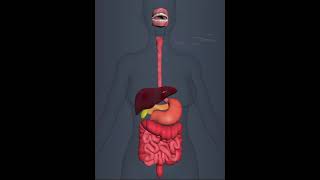 Human Digestive system 3D Animation [upl. by Larrisa646]