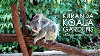 Kuradan Koala Gardens  A Boutique Wildlife Attraction [upl. by Ekenna]