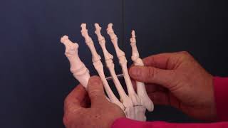 Foot Manual Mobilization [upl. by Ocirnor]