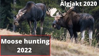 Älgjakt 2022  7 skottscener  Jakt  Jaktfilm [upl. by Brawley46]