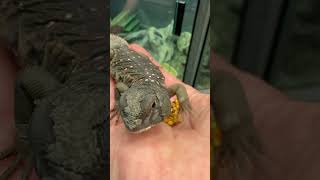 ‘Styx’ Ocellated Uromastyx eating bee pollen One of the only lizards that is a herbivore lizard [upl. by Metsky]