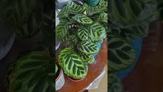 Calathea makoyana Maranta Pavão [upl. by Nonna]