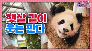 SUB전지적 할부지 시점 ep180 예쁜 손녀들 사진 찍어주기 바쁜 강바오와 햇살미소 뿜뿜하는 루이후이🐼│Panda World [upl. by Nogas]