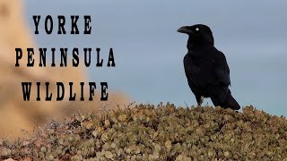 Wildlife of South Australias Yorke Peninsula  Part 3 Birds frogs and crabs a wildlife oasis [upl. by Cordey]