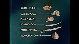 Adaptive Radiation The Mollusks  1961 [upl. by Yahsal]