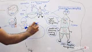 Protein Sorting Part I  Secretory Pathway [upl. by Werdnael]