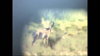 90 vs 80 Pronghorn Antelope [upl. by Nyleak491]