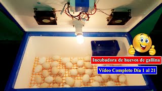 Incubadora Casera Para Huevos de Gallina  Incubadora Casera Automatica  Cómo hacer una Incubadora [upl. by Genna14]