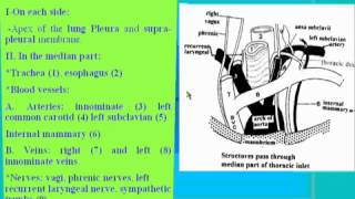 03Thorax anatomy thoracic inletampthoracic cage الدكتور احمد كمال [upl. by Noam]