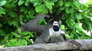 ハクセキレイの鳴き声 Motacilla alba lugens [upl. by Sinnelg875]