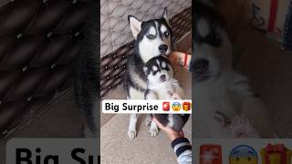 Something Wrong 🚨 with husky puppy loveya dog trendingsongs husky loveya shorts ￼ [upl. by Yesnek781]