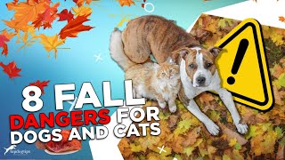 8 Fall Dangers for Dogs and Cats [upl. by Vish]