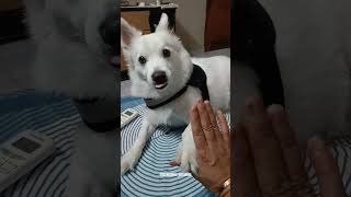 Mr Yuki yuki dog spitz rescue indiandesidog viralvideo pets doglover dogowner dogs [upl. by Artkele67]