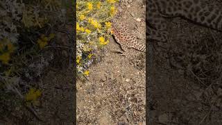 Longnosed Leopard Lizard  2024 Year List [upl. by Llednov]