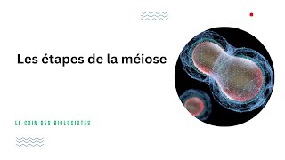 Les étapes de la méiose Animation [upl. by Nylra]