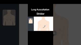 Lung Auscultation Strioder pulmonaryrehabilitation pulmonary healtheducation [upl. by Popelka]