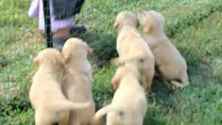 English Cream Golden Retriever Puppies for Sale [upl. by Afrika735]